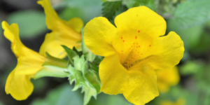 holistic healthcare near me Denver, holistic pediatric naturopath near me Highlands Denver, Dr meg holistic kids doctor, Dr meg hammel